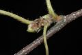 image of Betula lanata
