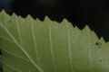 image of Betula lanata
