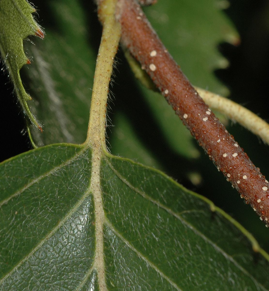 Betulaceae Betula lanata
