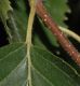 image of Betula lanata