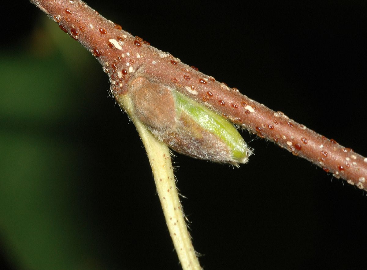 Betulaceae Betula lanata
