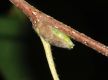 image of Betula lanata