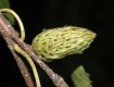 image of Betula lanata