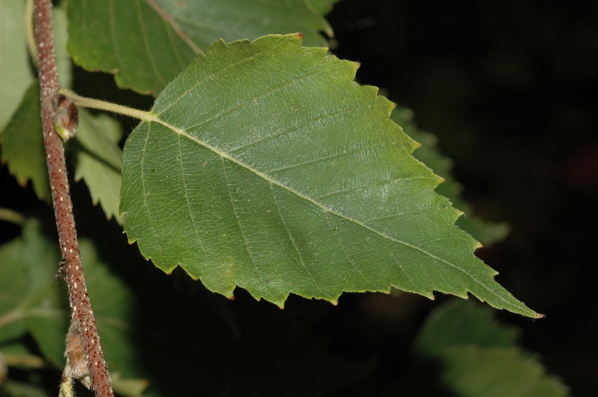 Betulaceae Betula lanata