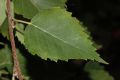 image of Betula lanata