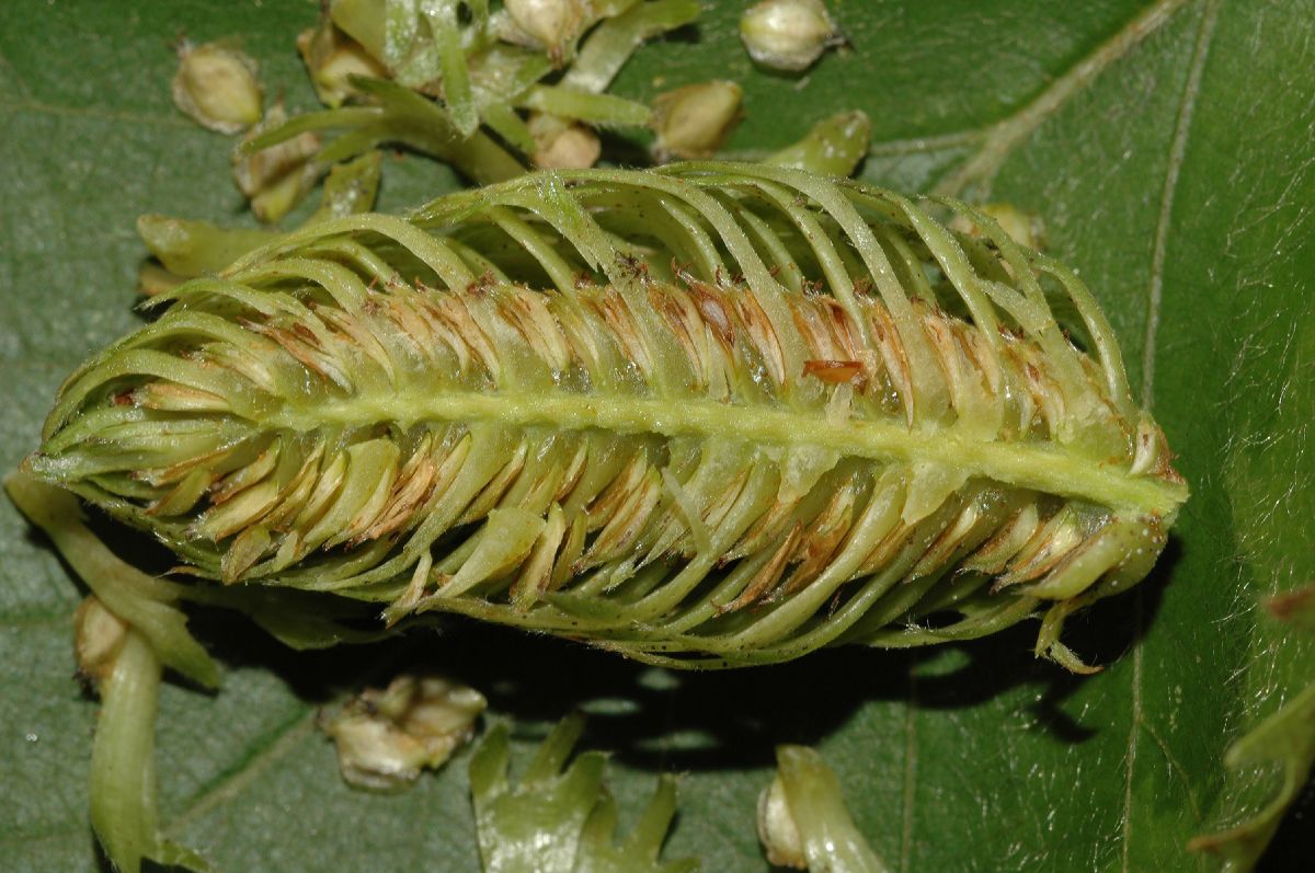 Betulaceae Betula lanata