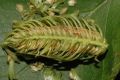 image of Betula lanata