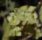 image of Philadelphus schrenkii