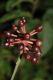 image of Actaea asiatica