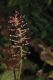 image of Actaea asiatica