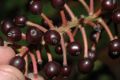image of Actaea asiatica