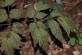 image of Actaea asiatica