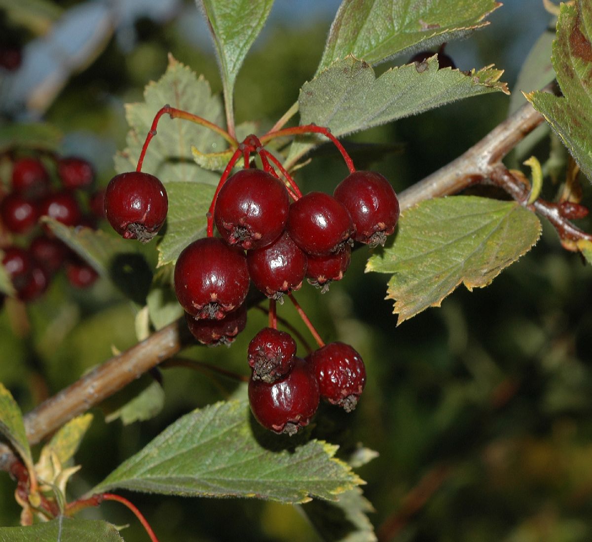 Rosaceae Crataegus maximowiczii