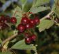 image of Crataegus maximowiczii