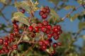 image of Crataegus maximowiczii