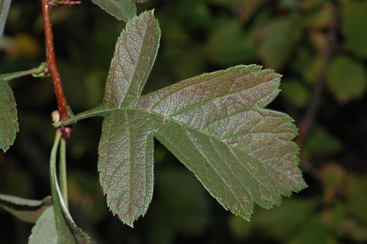 Rosaceae Crataegus maximowiczii