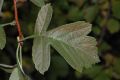 image of Crataegus maximowiczii