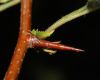 image of Crataegus maximowiczii