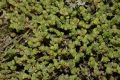 image of Sedum acre