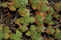 image of Sedum 