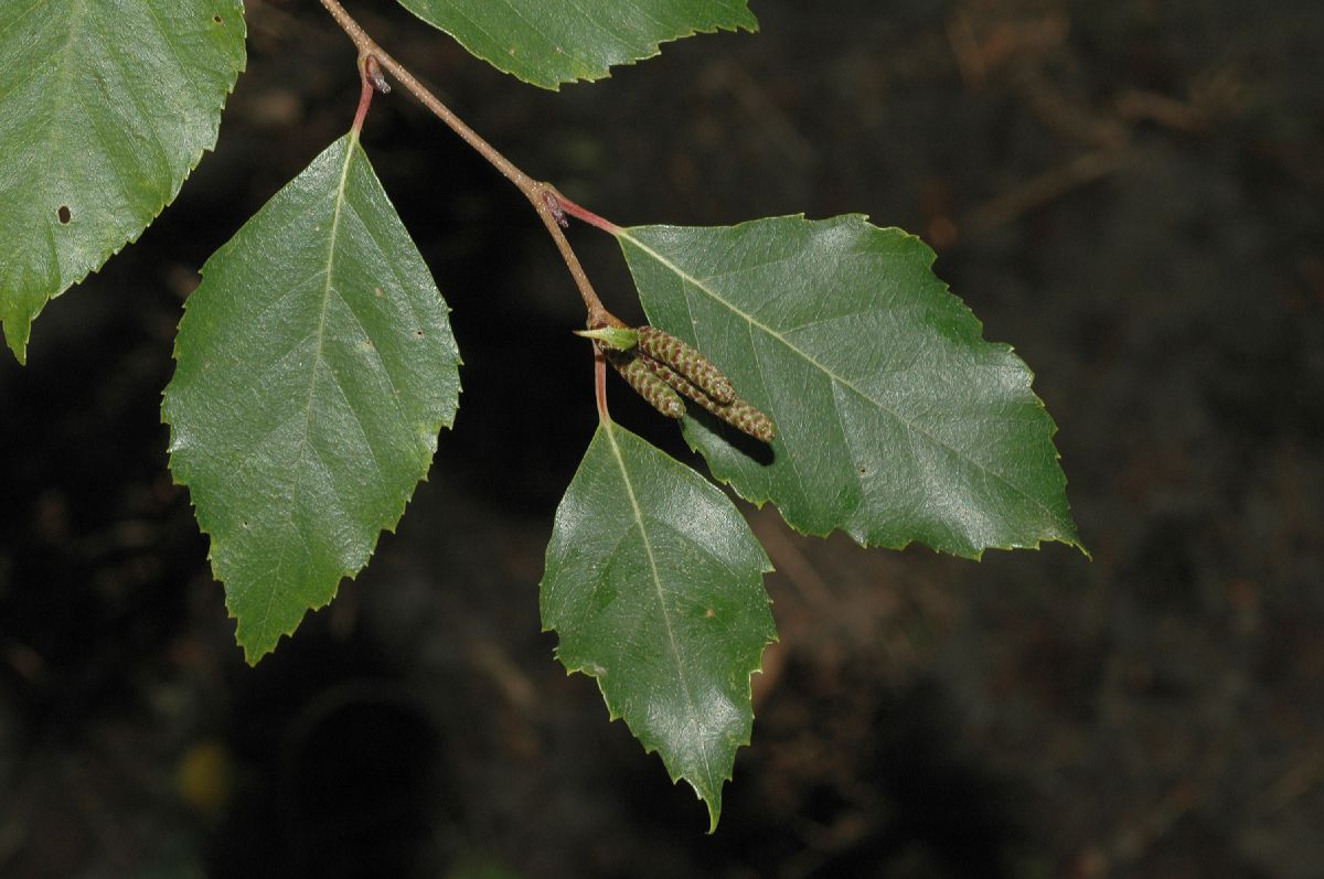 Betulaceae Betula davurica