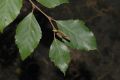 image of Betula davurica