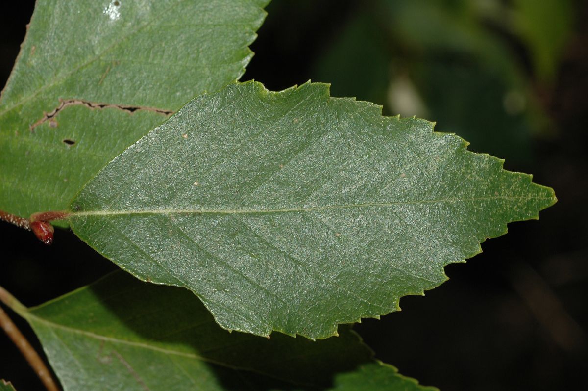 Betulaceae Betula davurica