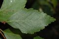 image of Betula davurica