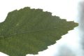 image of Betula davurica
