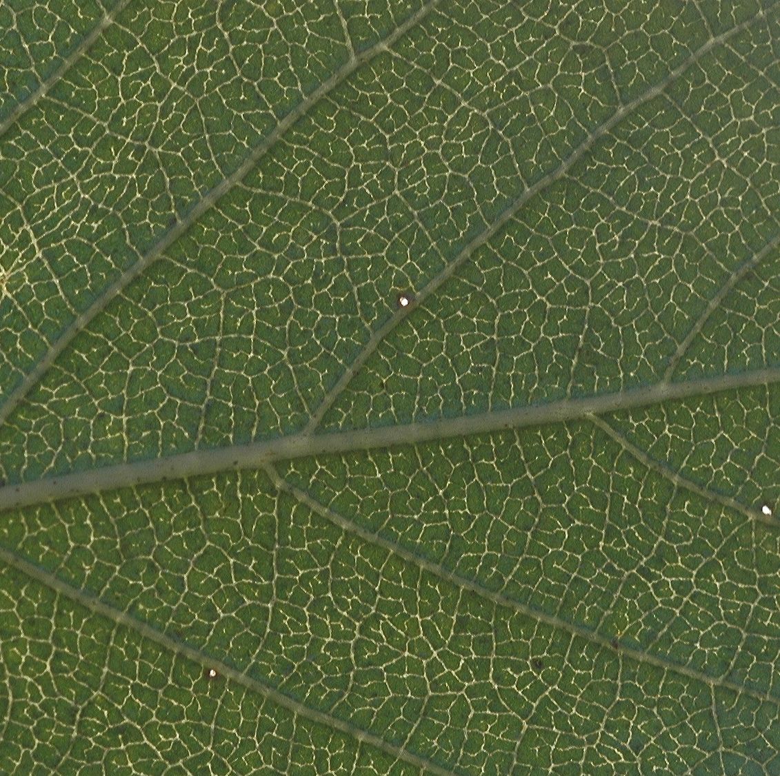 Betulaceae Betula davurica