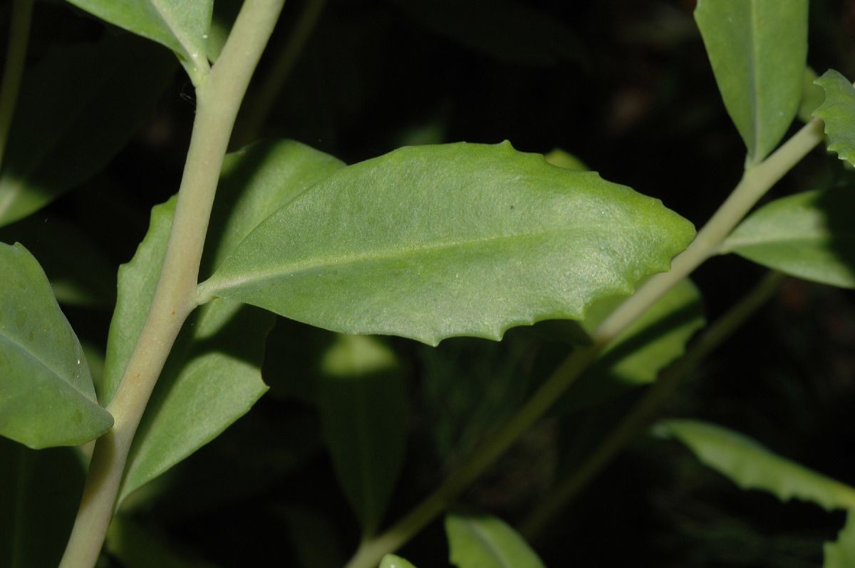Crassulaceae Hylotelephium pallescens