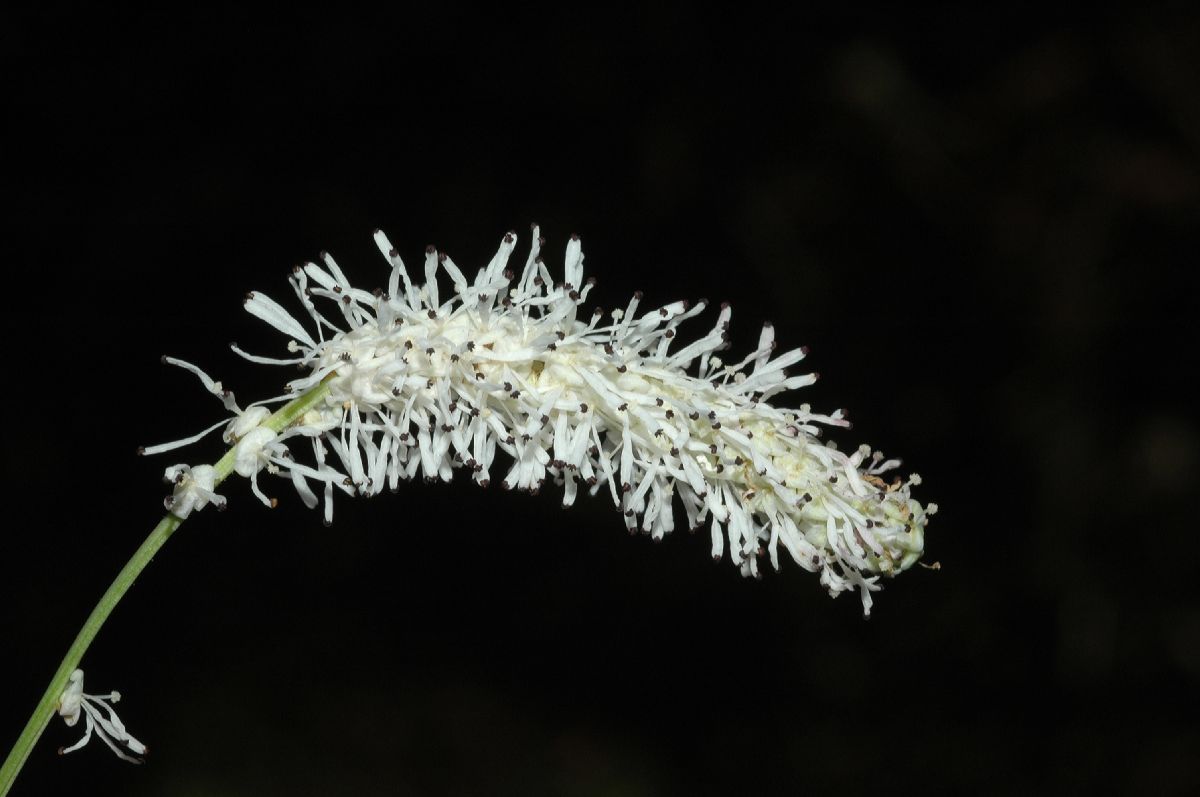 Rosaceae Sanguisorba parviflora