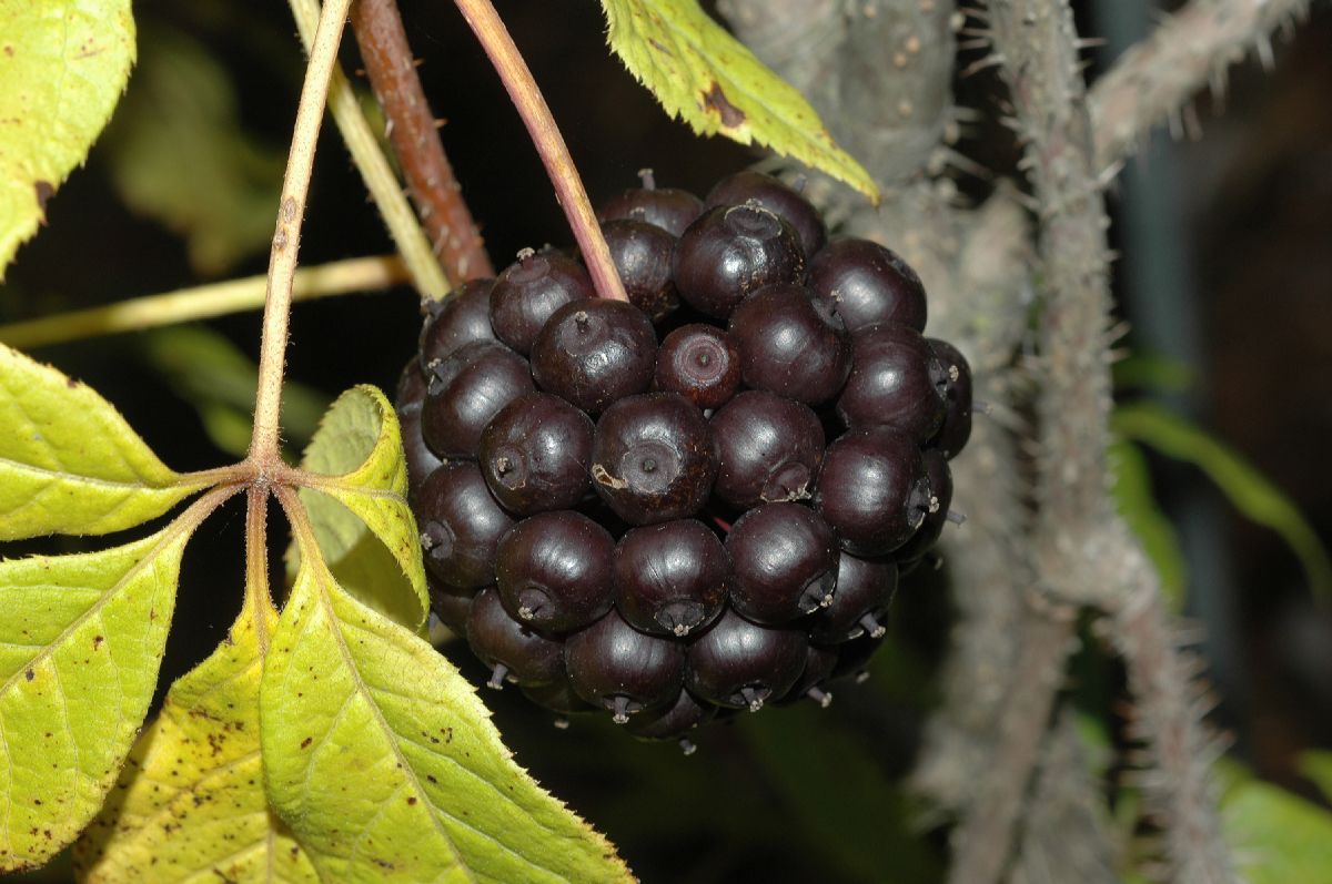 Araliaceae Eleutherococcus senticosus