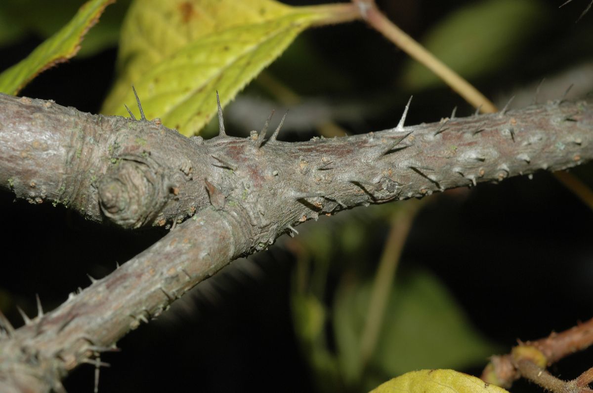 Araliaceae Eleutherococcus senticosus