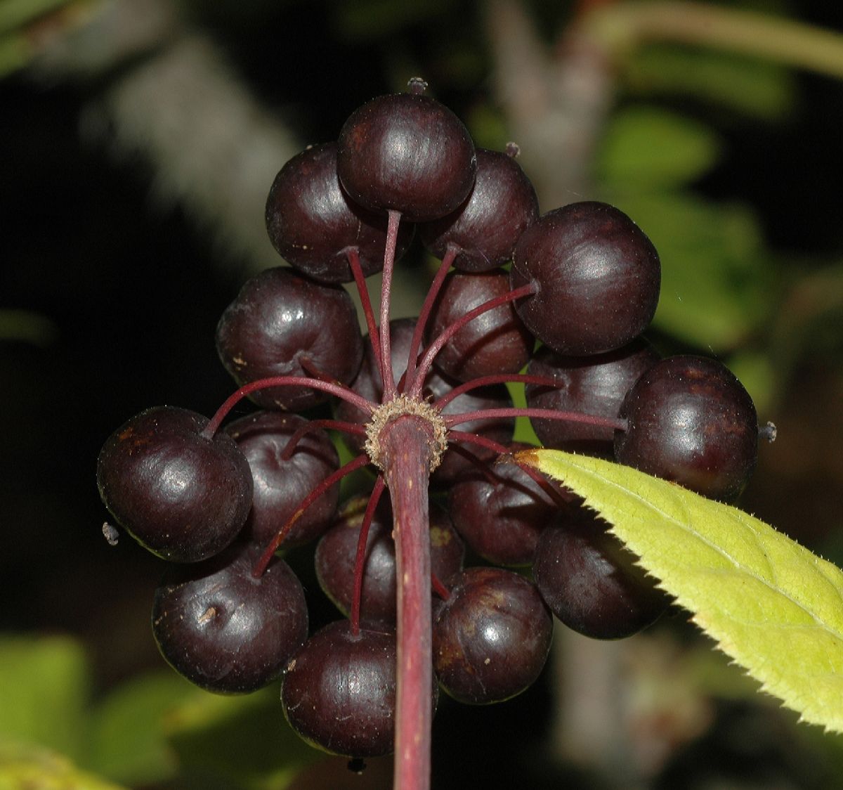 Araliaceae Eleutherococcus senticosus