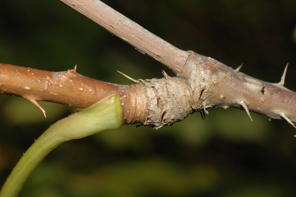 Araliaceae Eleutherococcus senticosus