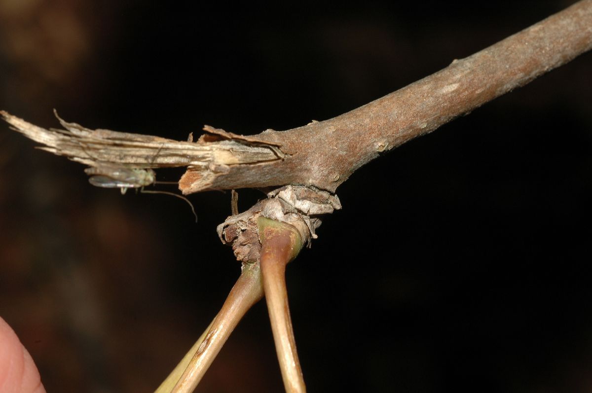 Araliaceae Eleutherococcus sessiliflorus