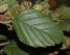 image of Alnus sinuata