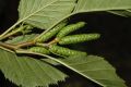 image of Alnus sinuata
