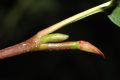 image of Alnus sinuata