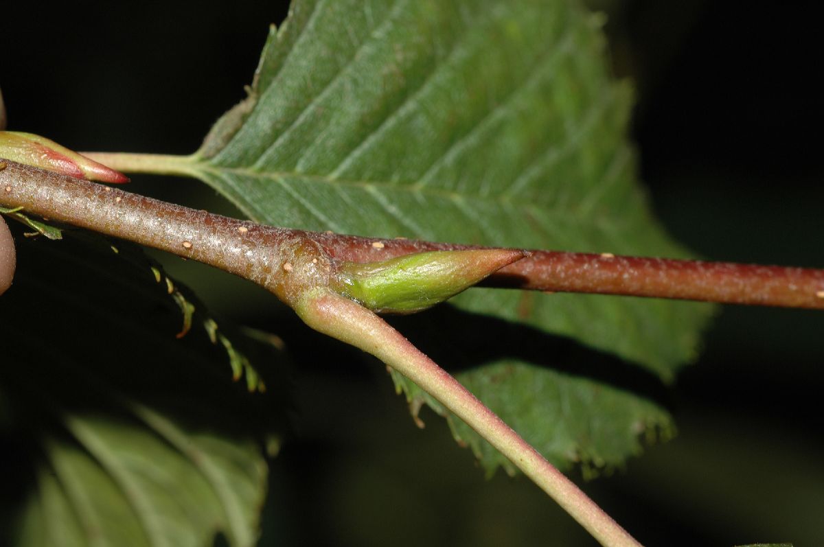 Betulaceae Alnus sinuata