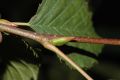 image of Alnus sinuata