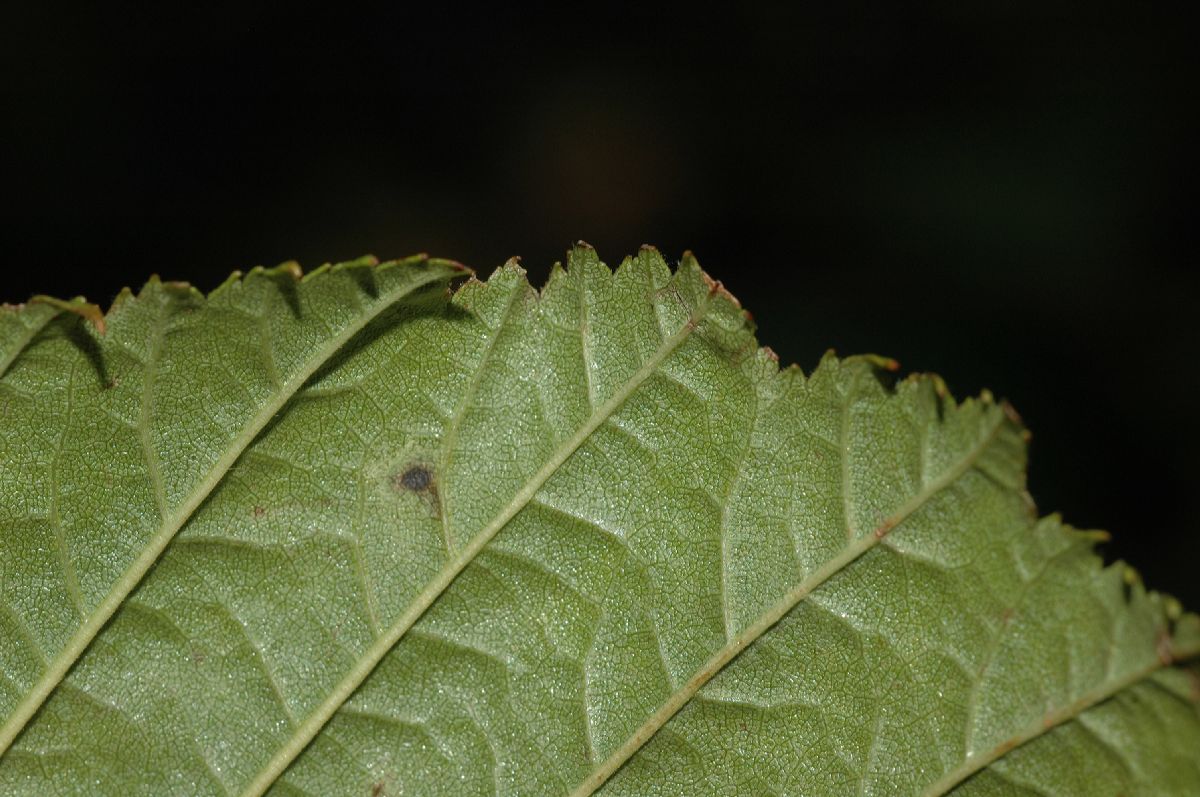 Betulaceae Alnus sinuata