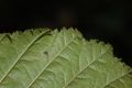 image of Alnus sinuata