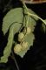 image of Alnus sinuata