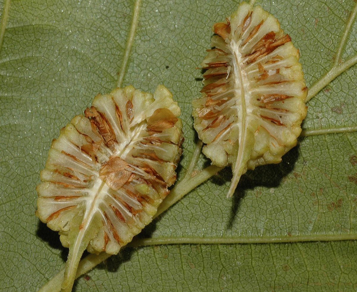 Betulaceae Alnus sinuata