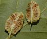 image of Alnus sinuata