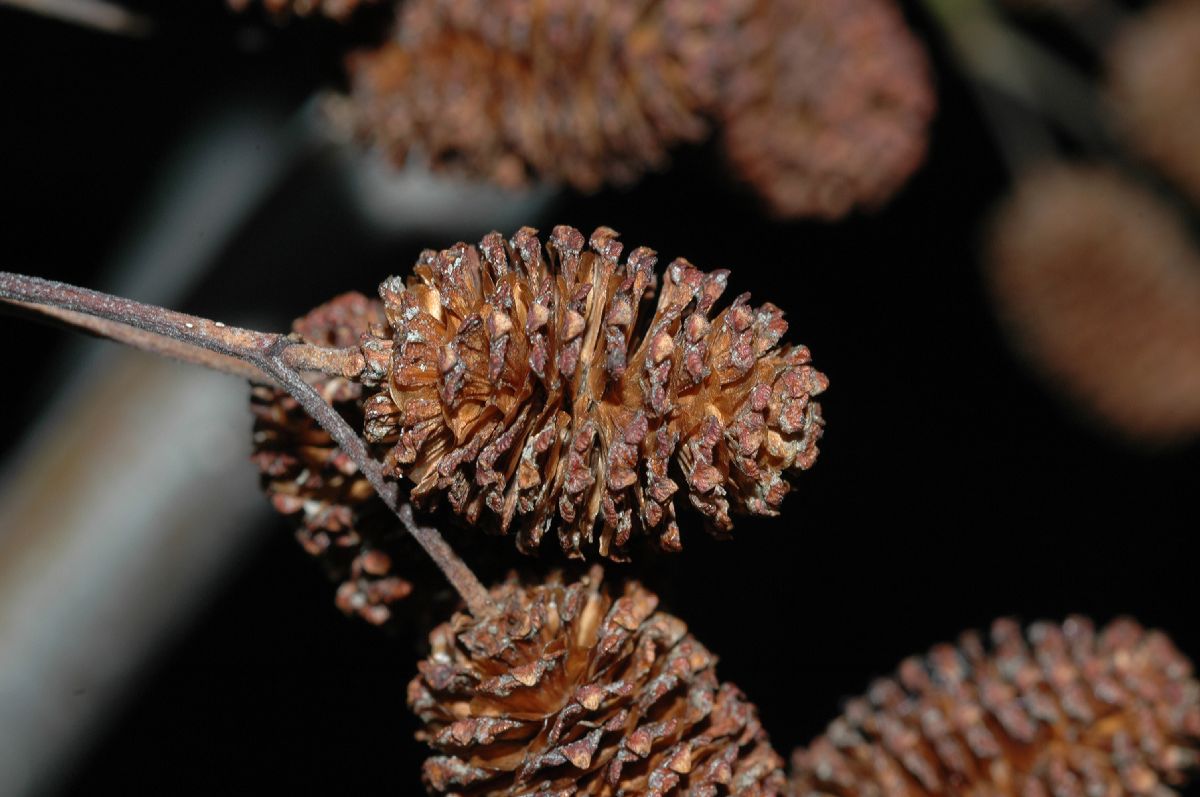 Betulaceae Alnus sinuata