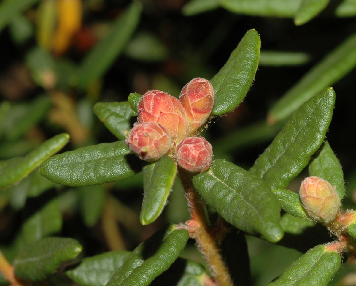 Ericaceae Ledum groenlandicum