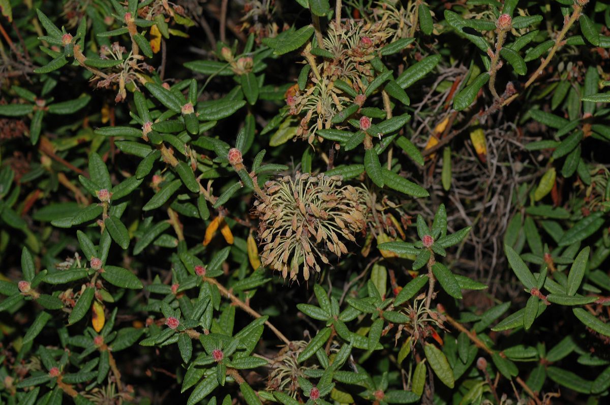 Ericaceae Ledum groenlandicum